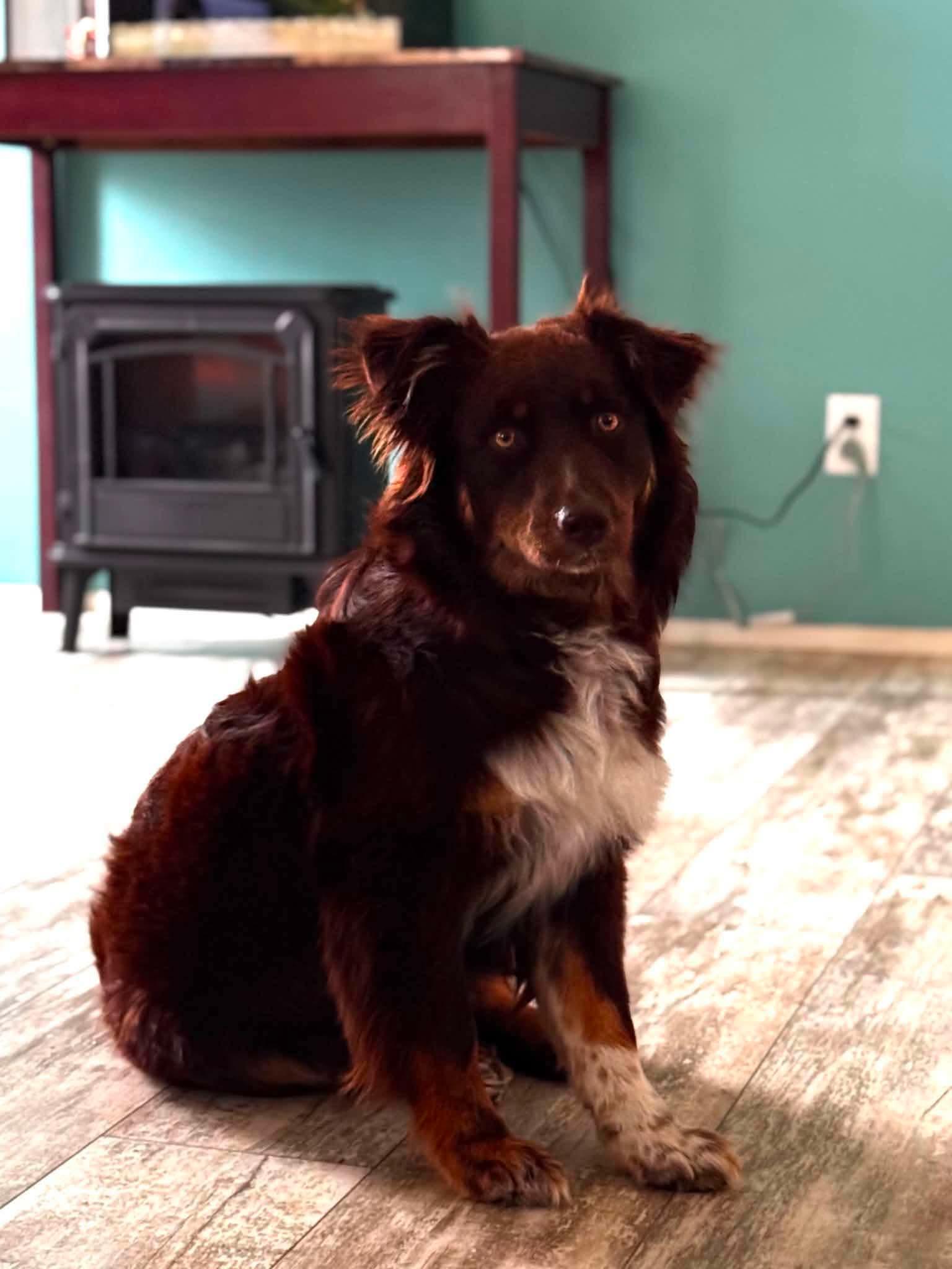 Ladybug, Adoptable, Young Female Australian Shepherd.