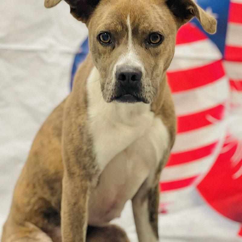 AC#3195 "Hilda", an adopted Pit Bull Terrier in Conyers, GA_image-1