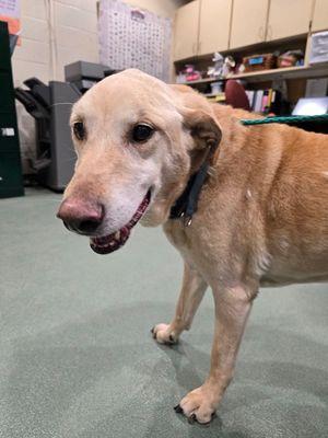 Enlarge Sampson, a ADOPTABLE mixed breed in Williamsport, PA image 2/2