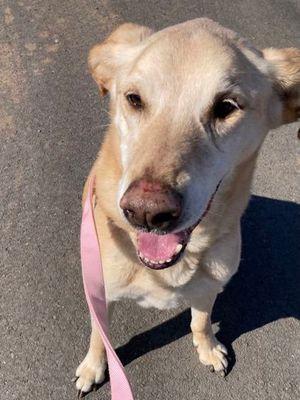 Sampson, ADOPTABLE, Senior Male Labrador Retriever.