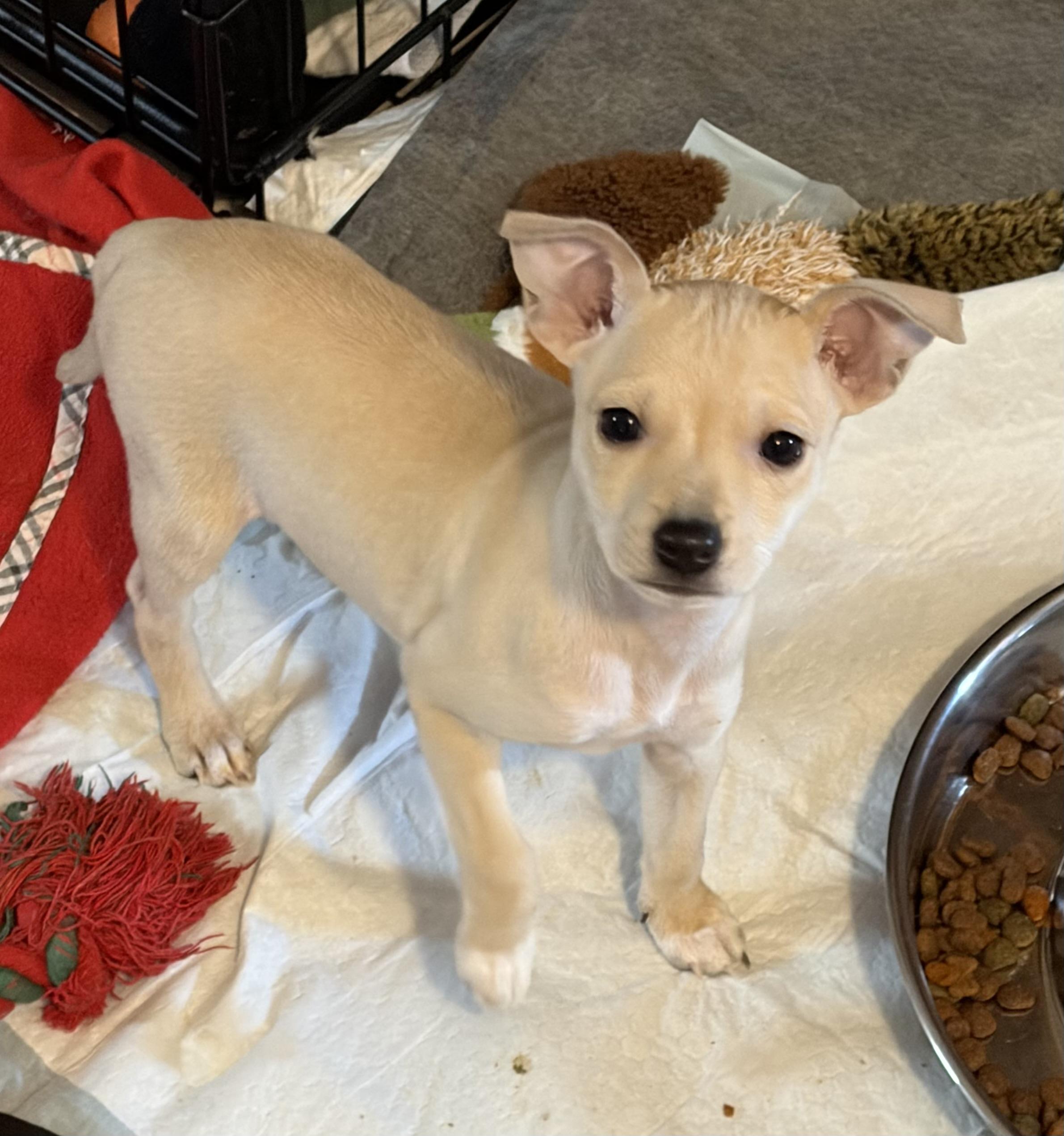 MINNIE, ADOPTABLE, Puppy Female Chihuahua & Mixed Breed.
