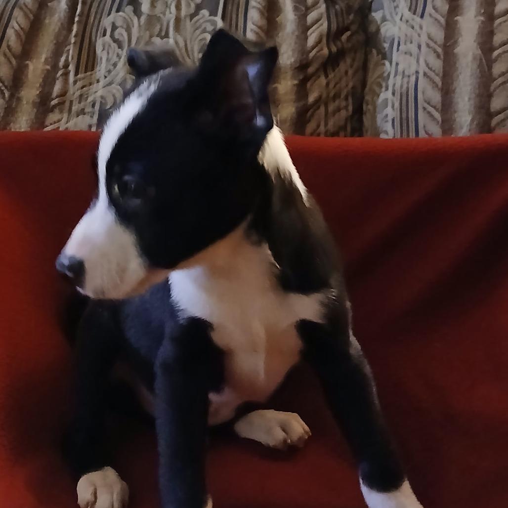 Alonzo, Adoptable, Young Male Mixed Breed.