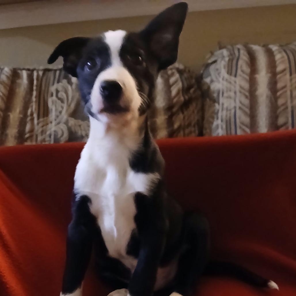 Alonzo, a Adoptable Mixed Breed in St. Peters, MO image 2/6