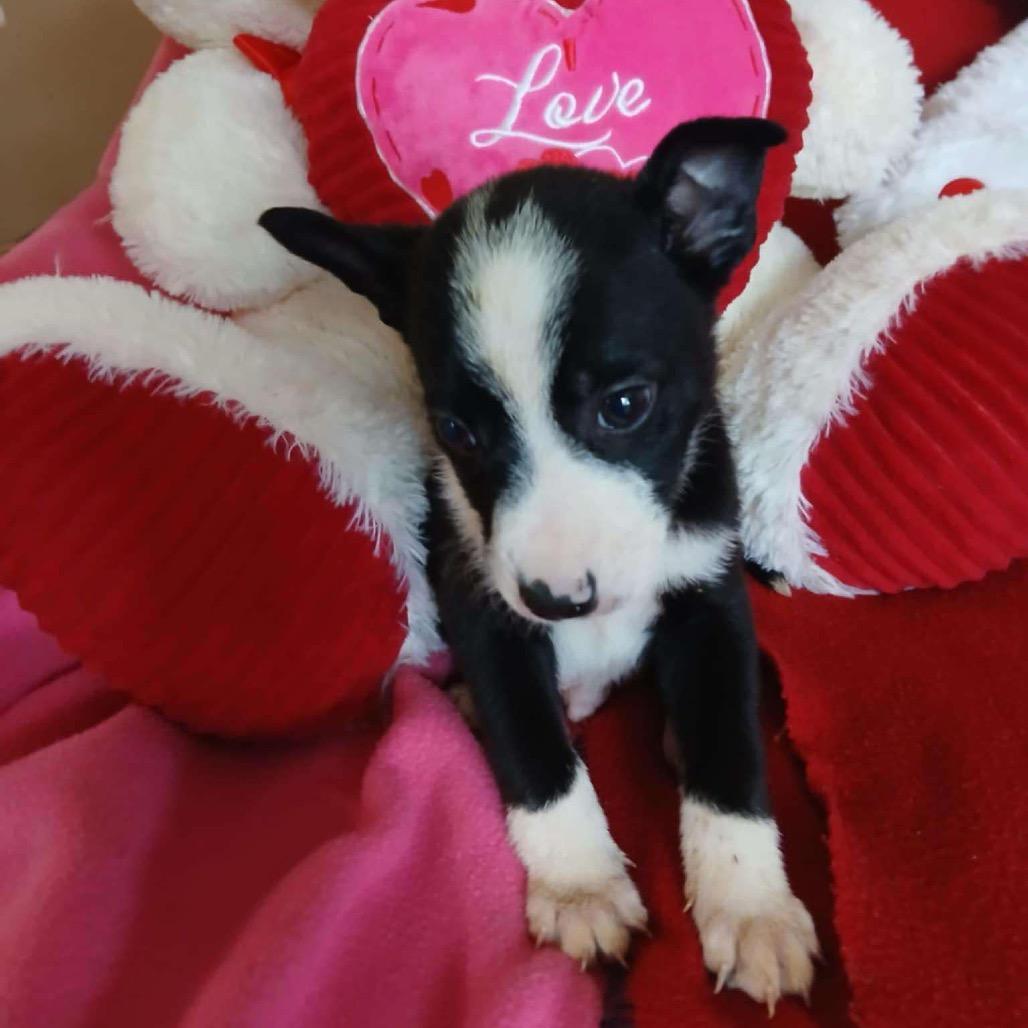 Alonzo, a Adoptable Mixed Breed in St. Peters, MO image 4/6