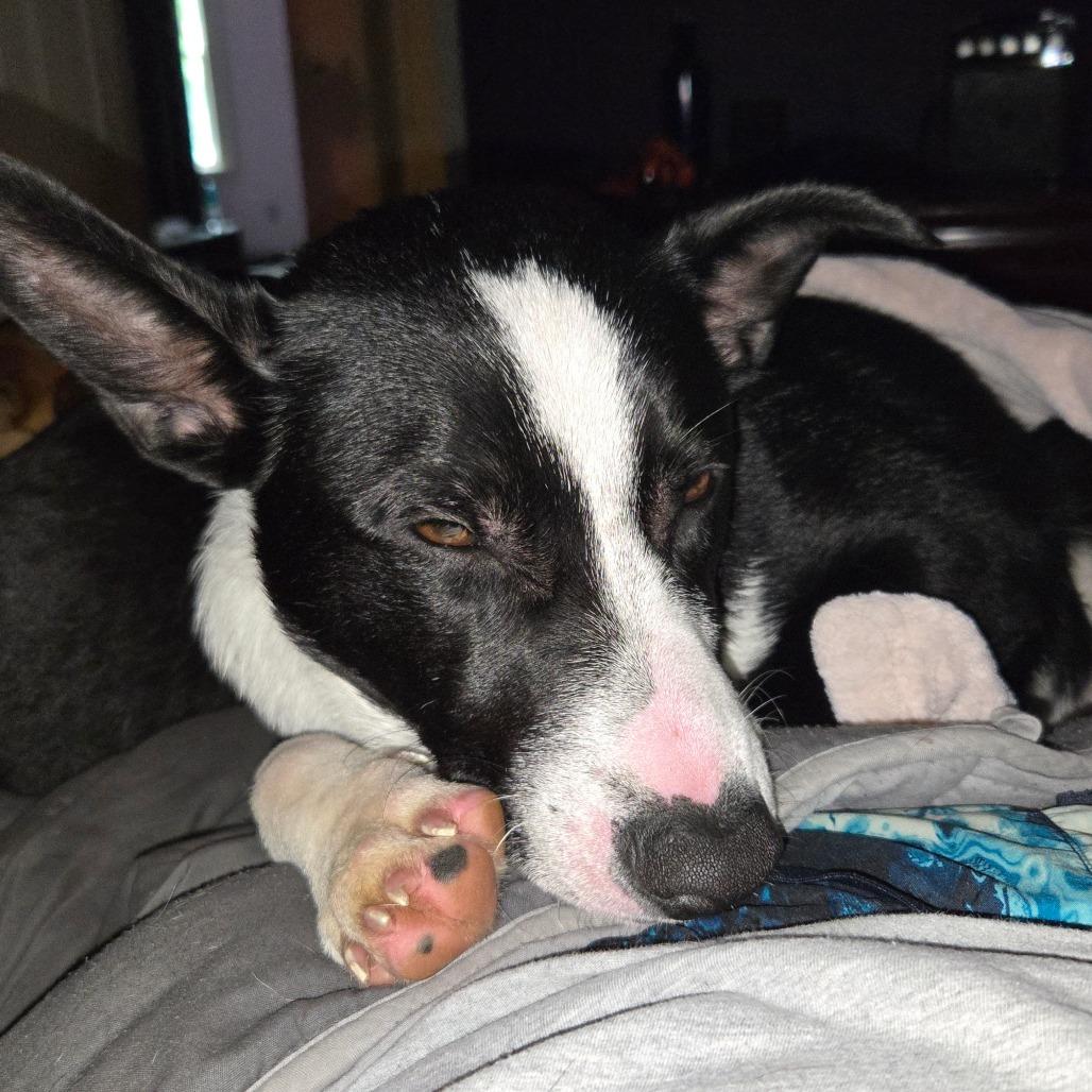 Alonzo, Adoptable, Young Male Mixed Breed.