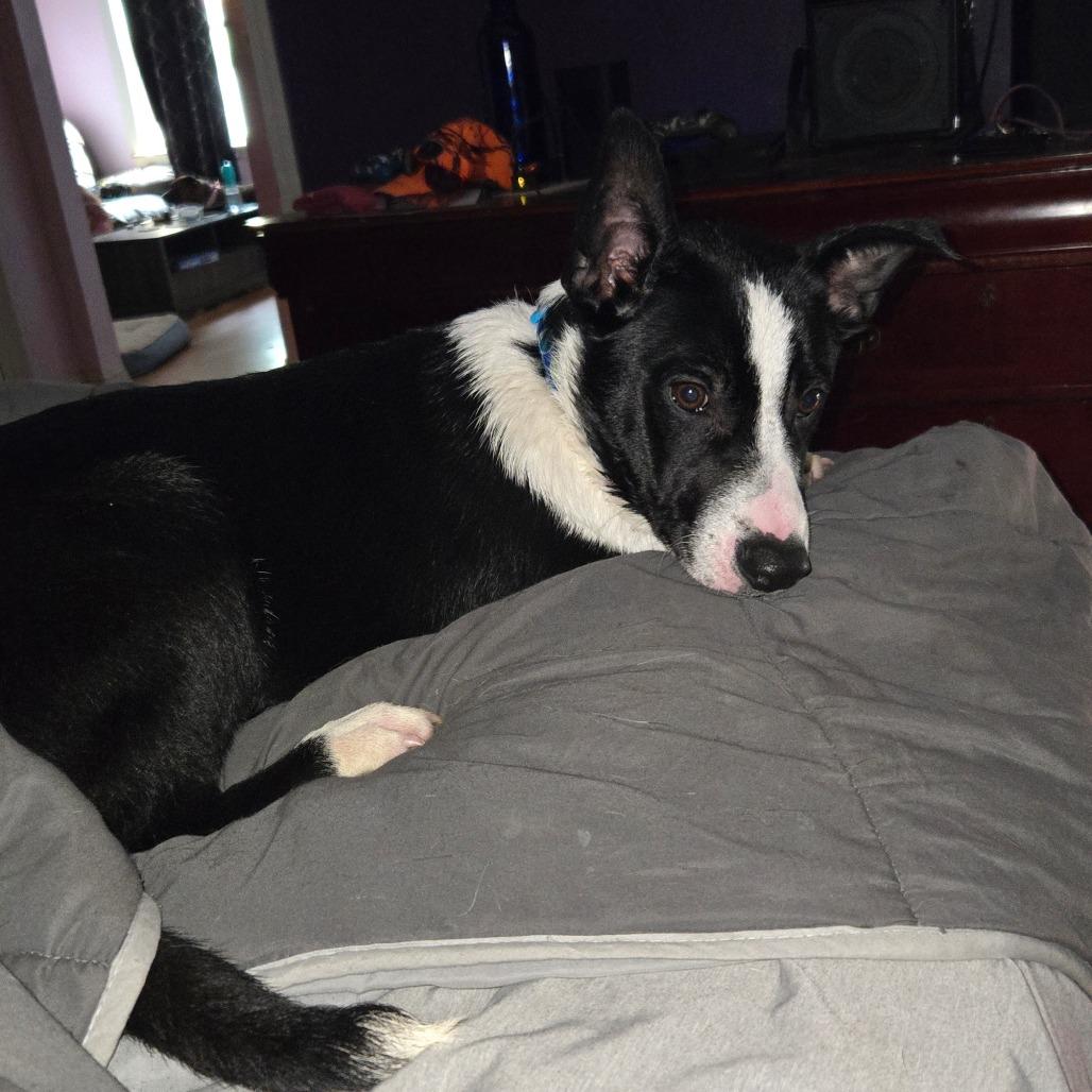 Alonzo, a Adoptable Mixed Breed in St. Peters, MO image 2/6