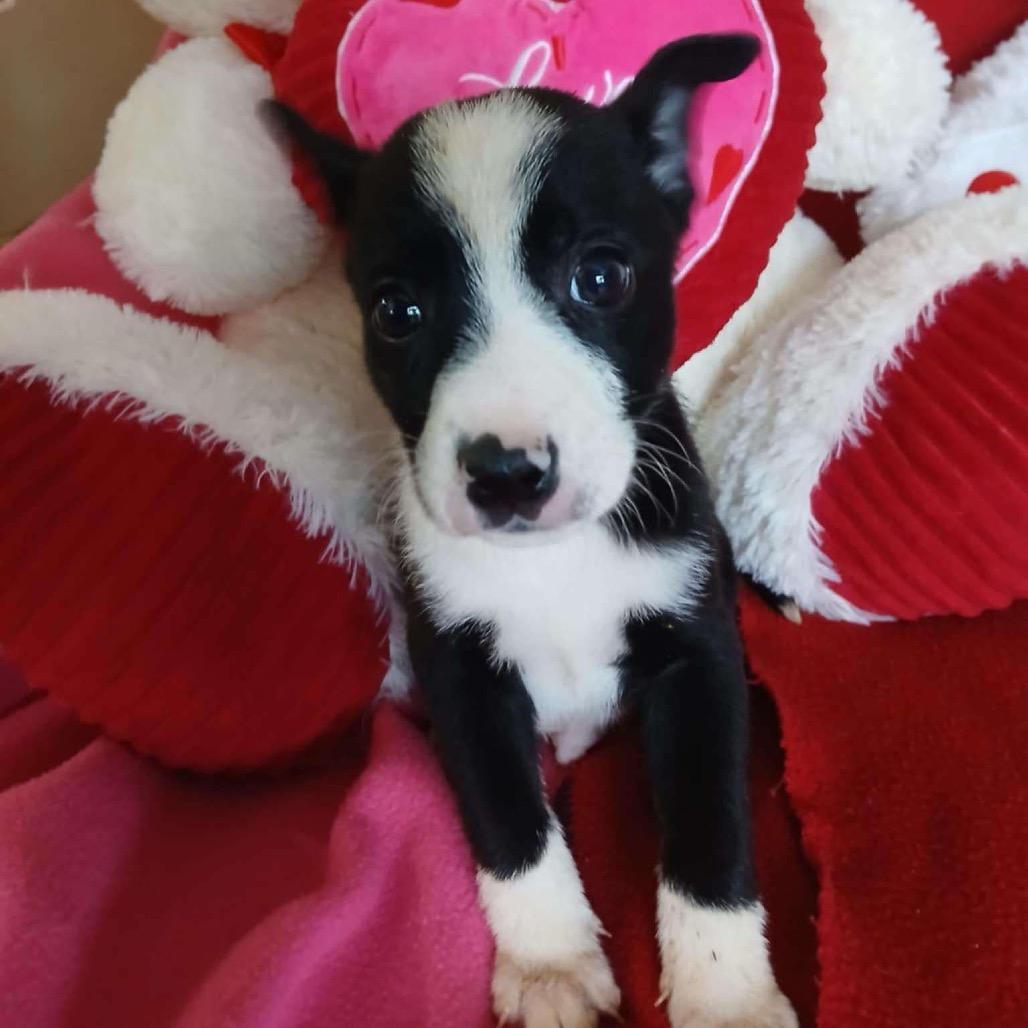 Alonzo, a Adoptable Mixed Breed in St. Peters, MO image 5/6