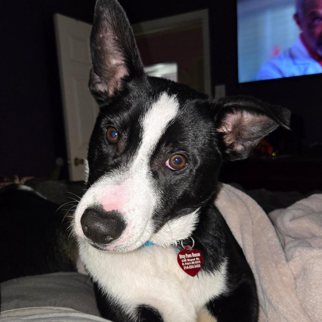 Alonzo, a Adoptable Mixed Breed in St. Peters, MO image 6/6