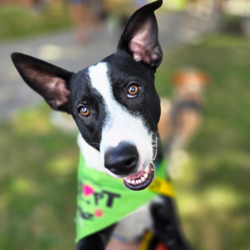 Alonzo, a Adoptable Mixed Breed in St. Peters, MO image 6/6