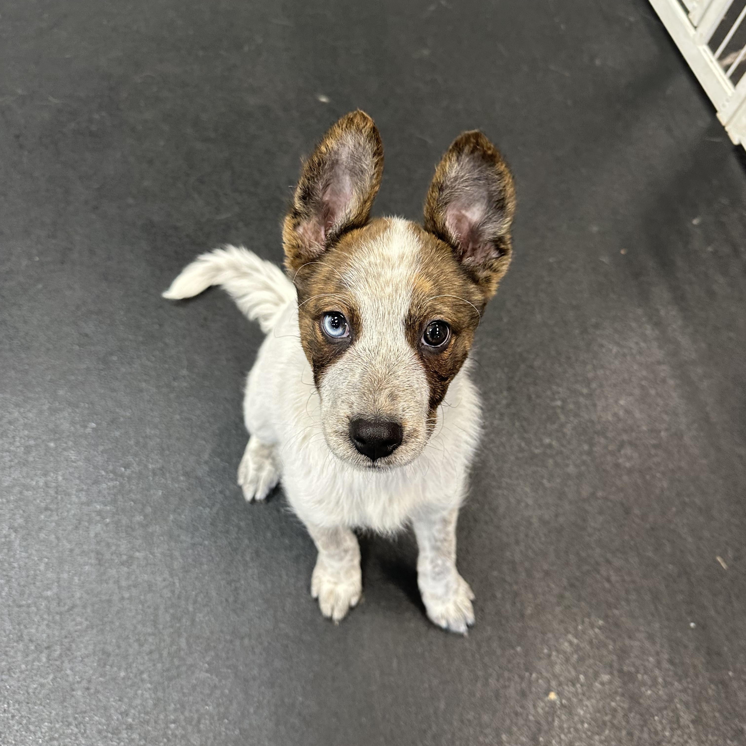 Enlarge Daffodil, a ADOPTABLE mixed breed in Simsbury, CT image 1/5