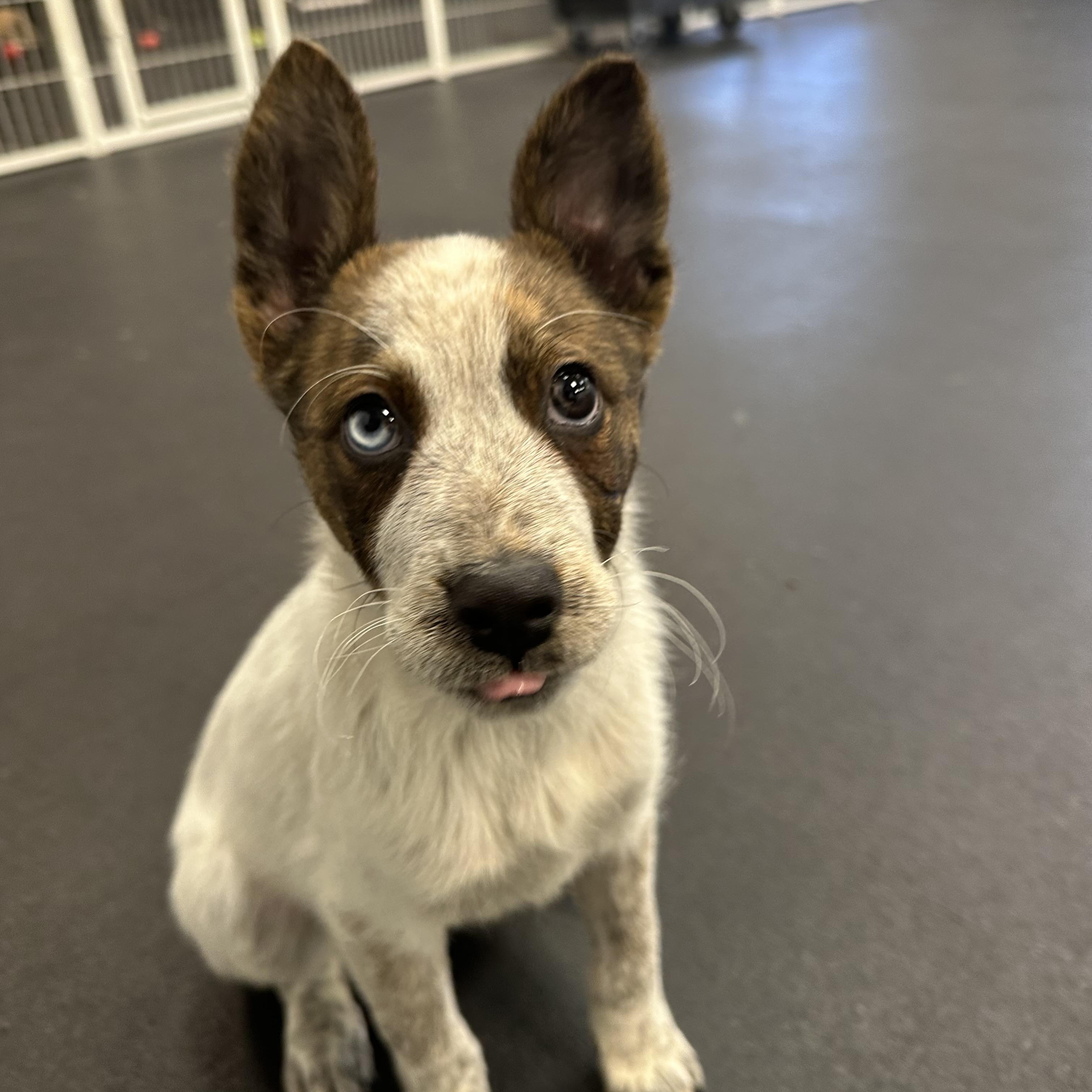 Enlarge Daffodil, a ADOPTABLE mixed breed in Simsbury, CT image 2/5