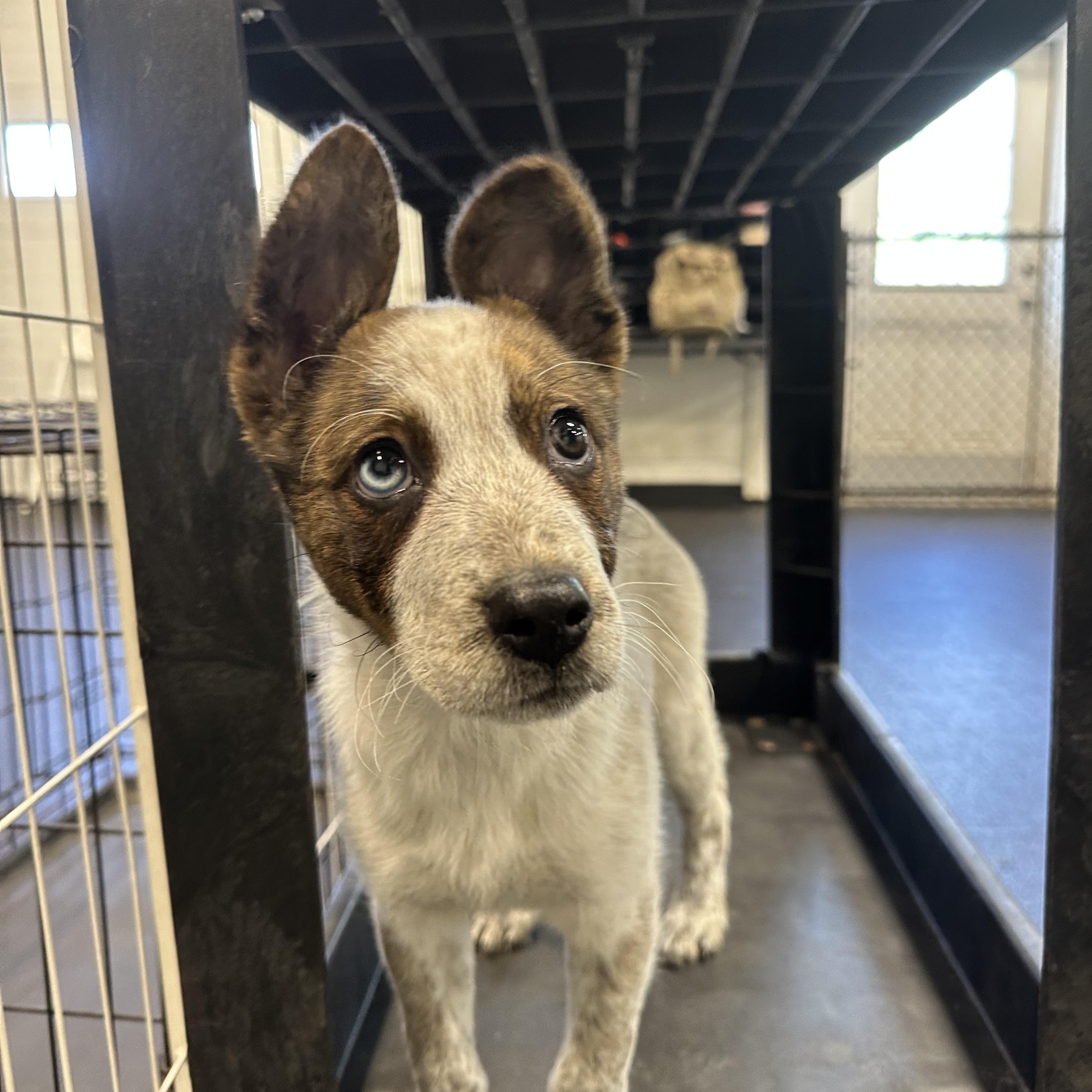 Enlarge Daffodil, a ADOPTABLE mixed breed in Simsbury, CT image 4/5