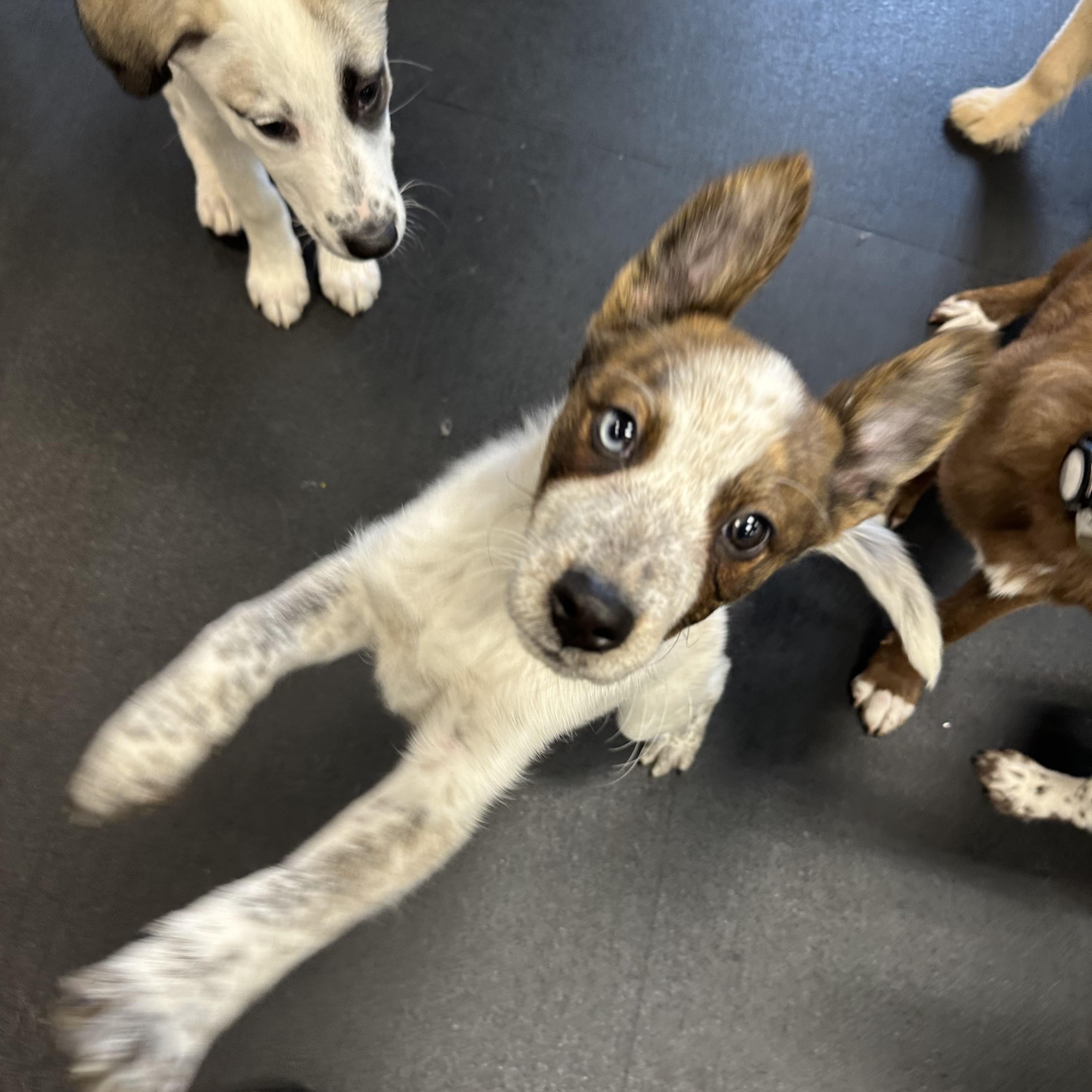 Enlarge Daffodil, a ADOPTABLE mixed breed in Simsbury, CT image 5/5