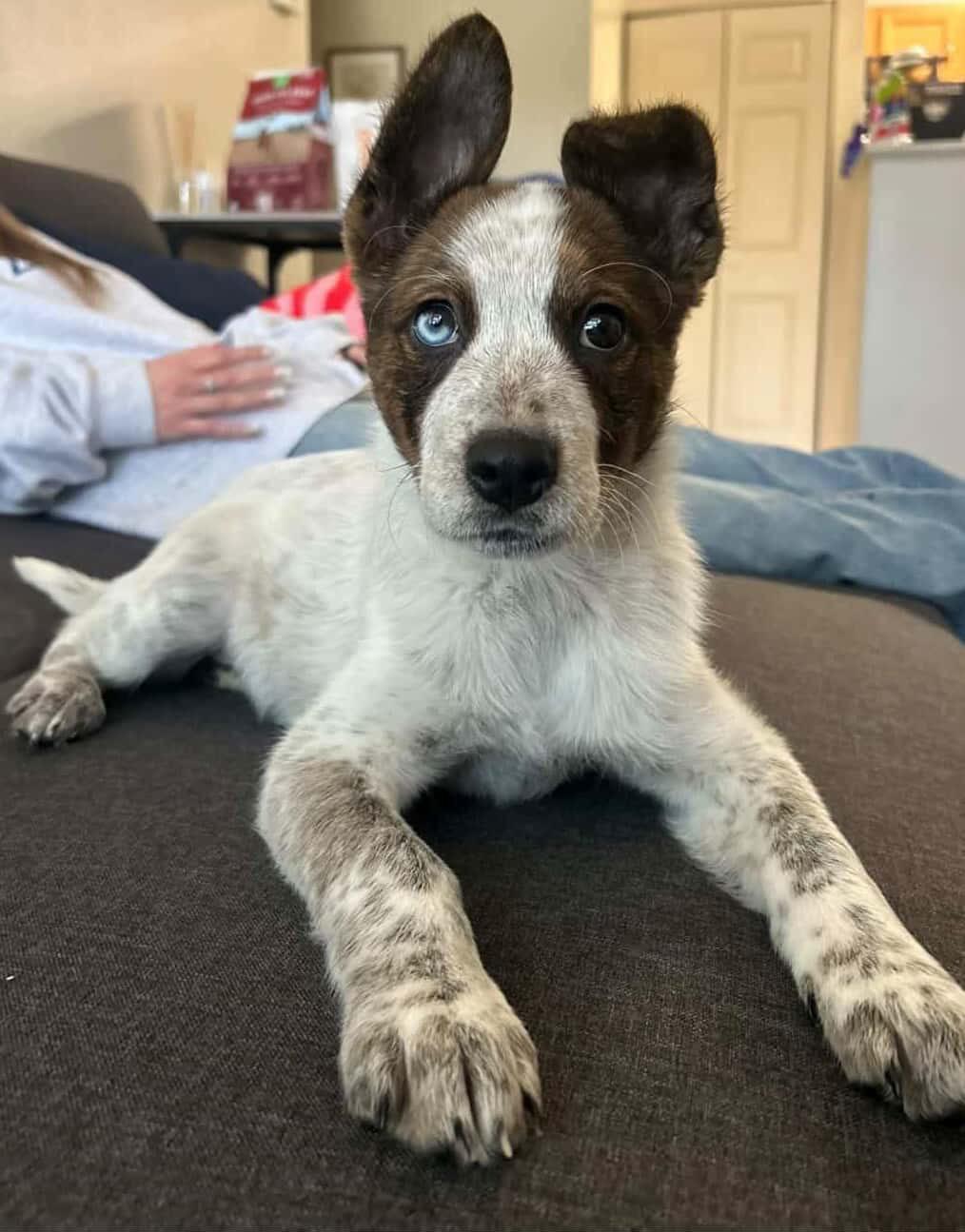 Daffodil, adopted, Puppy Female Cattle Dog & Husky.