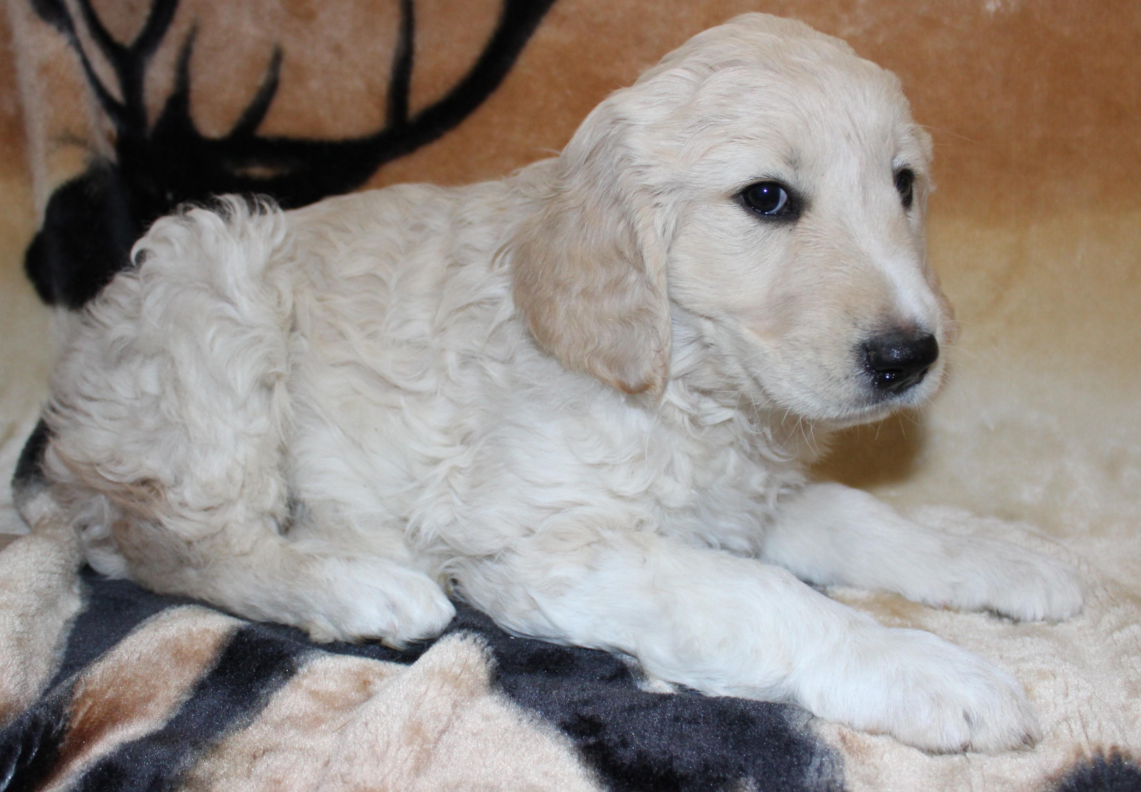 Pup A thumbnail 3