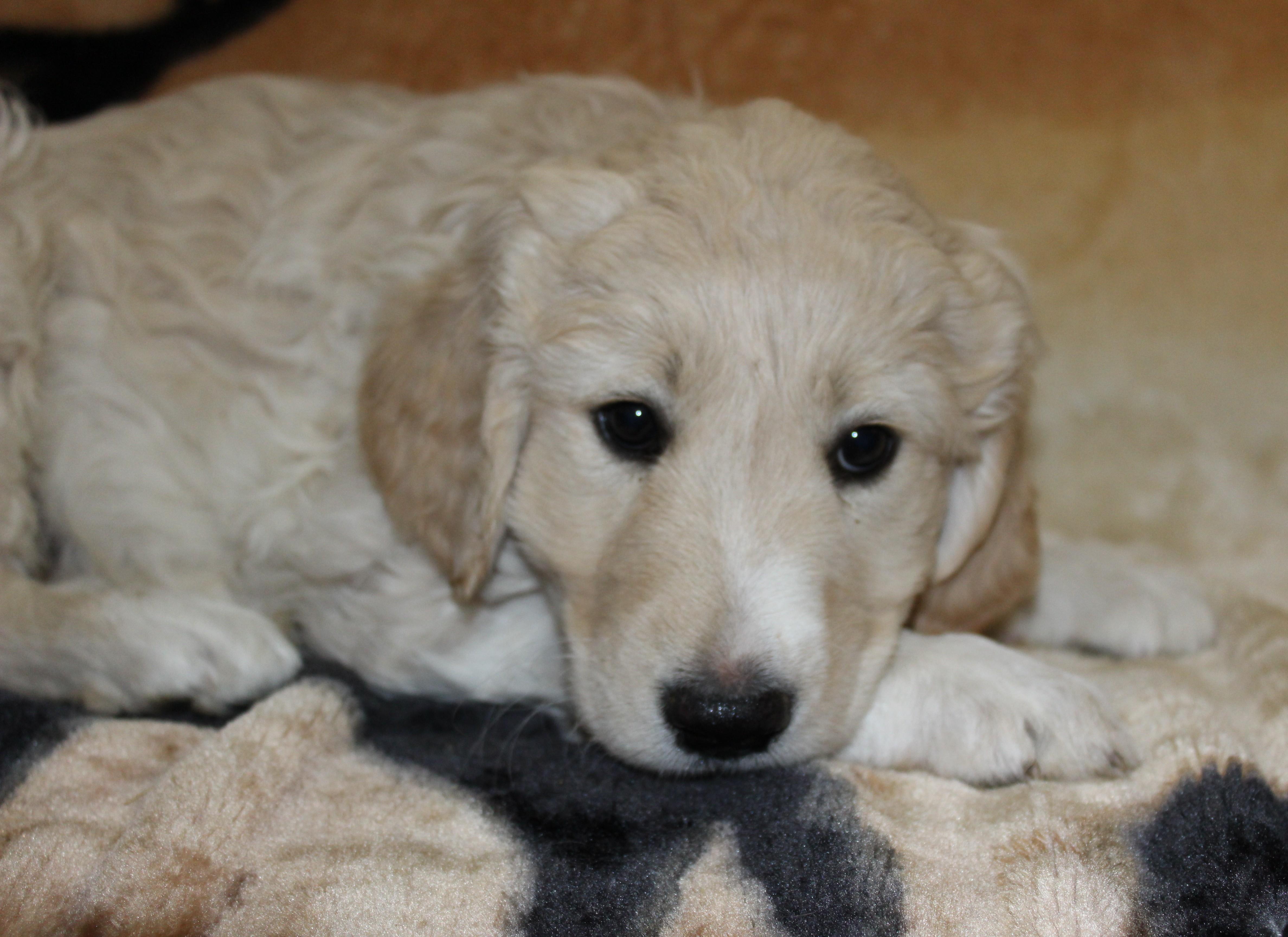 Pup A thumbnail 4