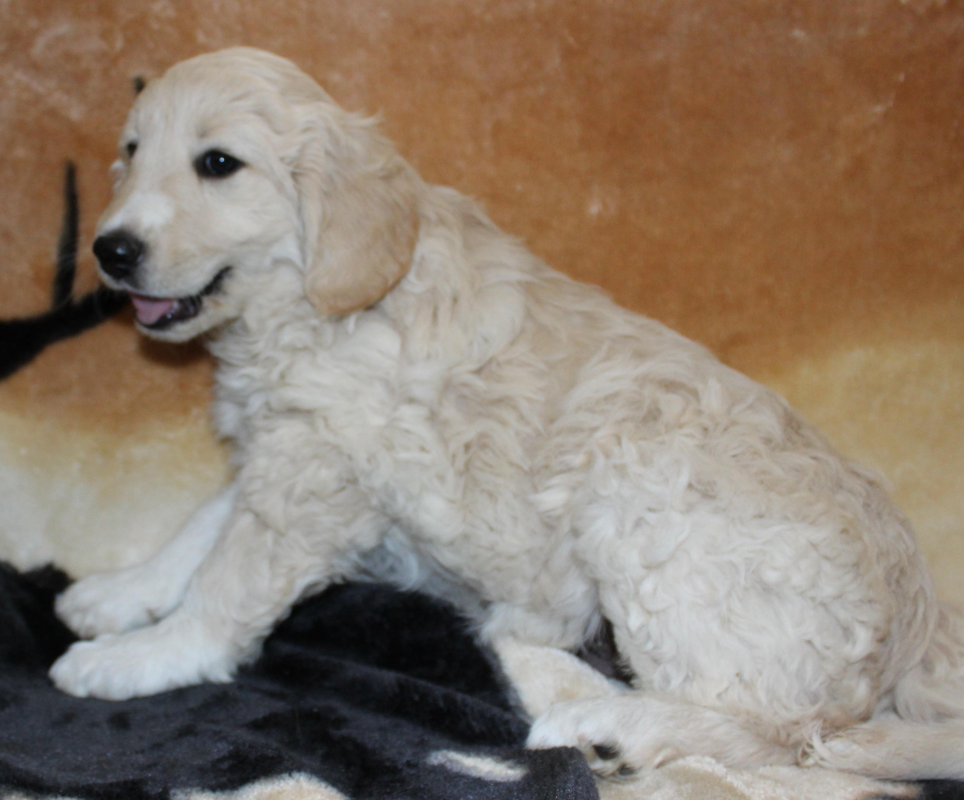 Pup A photo 1