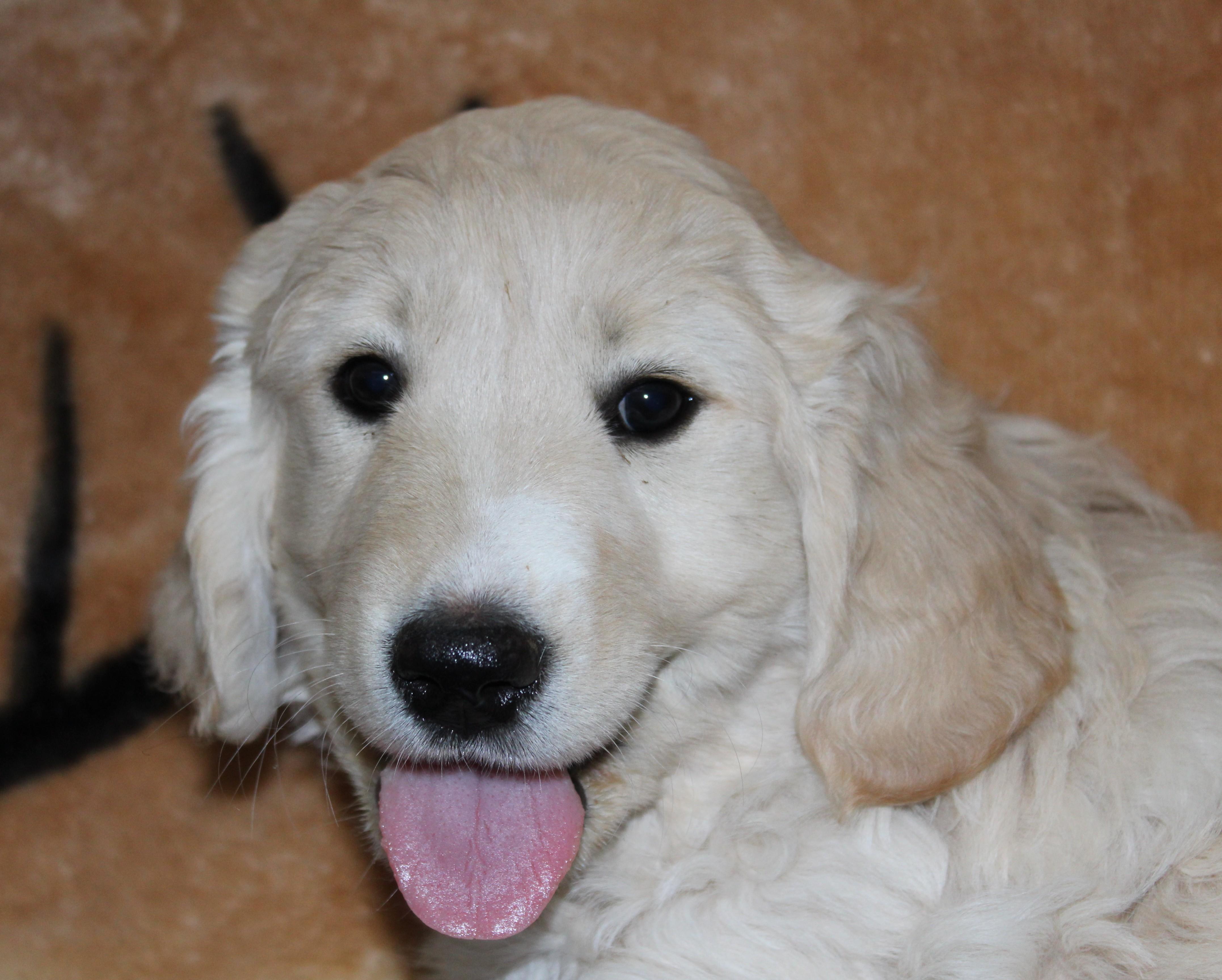 Pup A thumbnail 2