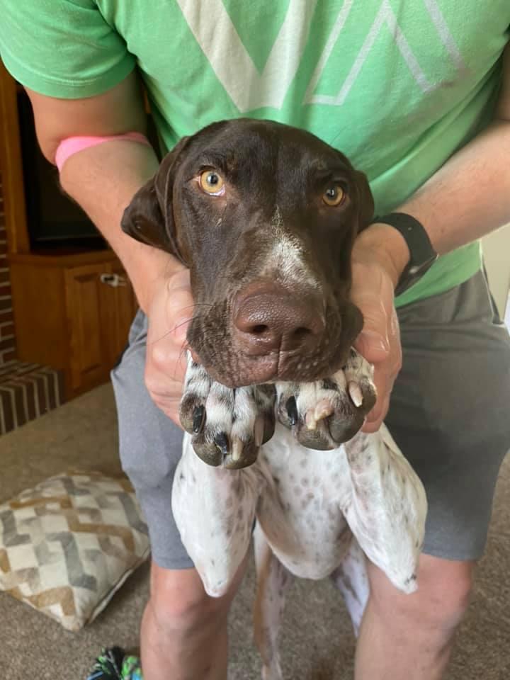 Flash, Adopted, Young Male German Shorthaired Pointer.