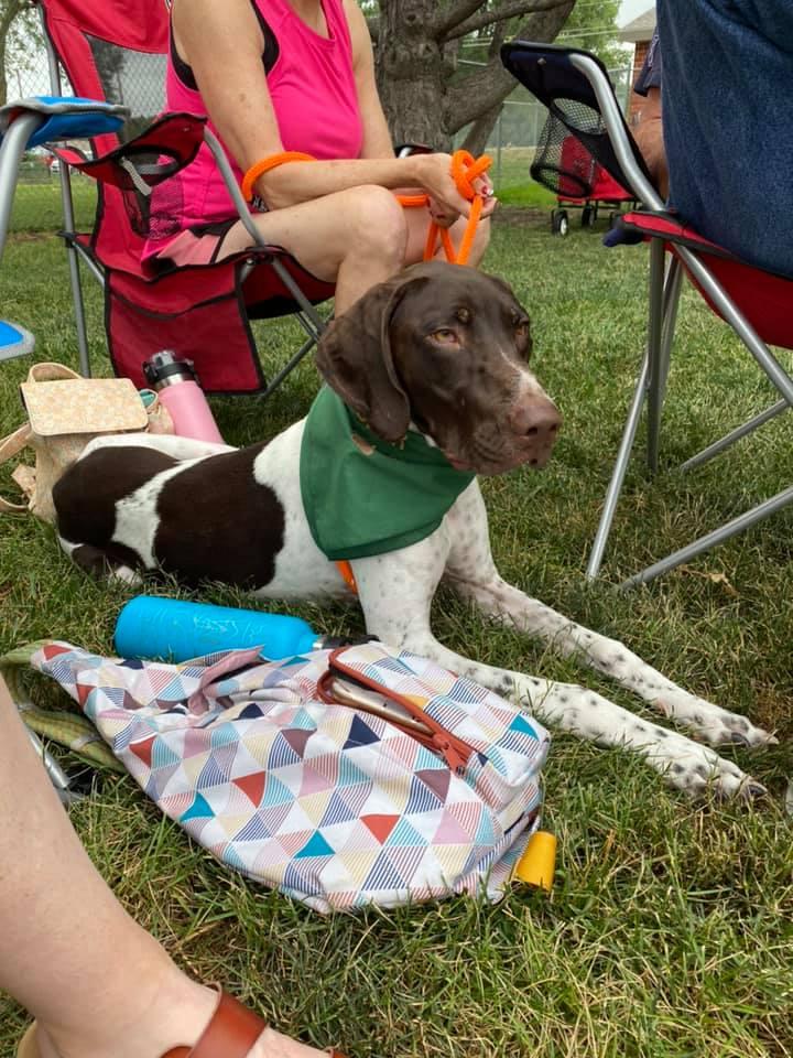 Enlarge Flash, a Adopted German Shorthaired Pointer in Omaha, NE image 2/3