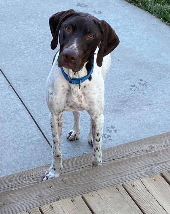 Enlarge Flash, a Adopted German Shorthaired Pointer in Omaha, NE image 3/3