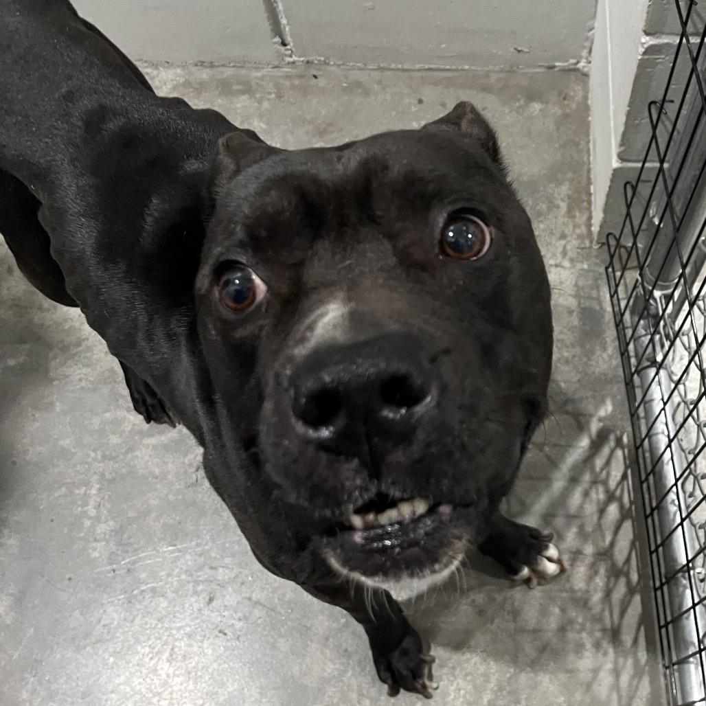 Enlarge Gator, a Adoptable American Bully in Richmond Hill, GA image 1/6
