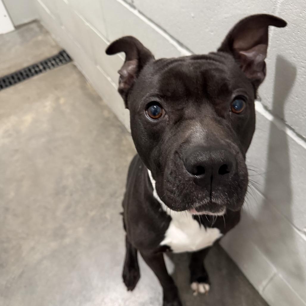 Enlarge Gator, a Adoptable American Bully in Richmond Hill, GA image 2/6