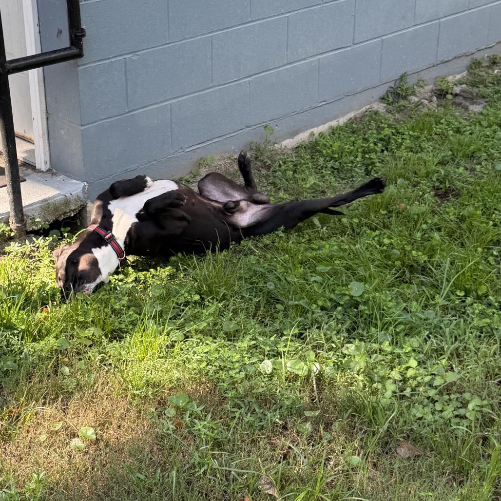Enlarge Gator, a Adoptable American Bully in Richmond Hill, GA image 3/6