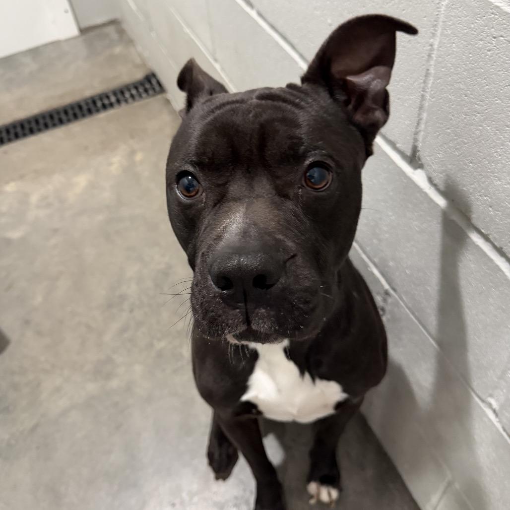 Enlarge Gator, a Adoptable American Bully in Richmond Hill, GA image 4/6