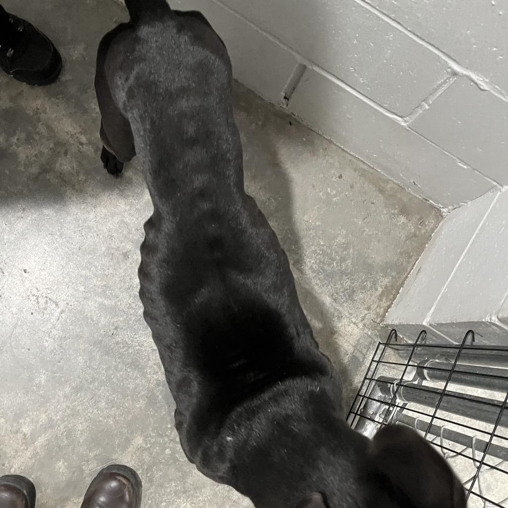 Enlarge Gator, a Adoptable American Bully in Richmond Hill, GA image 5/6