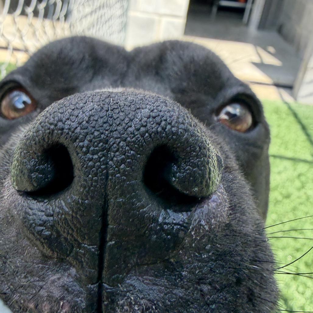 Enlarge Gator, a Adoptable American Bully in Richmond Hill, GA image 6/6