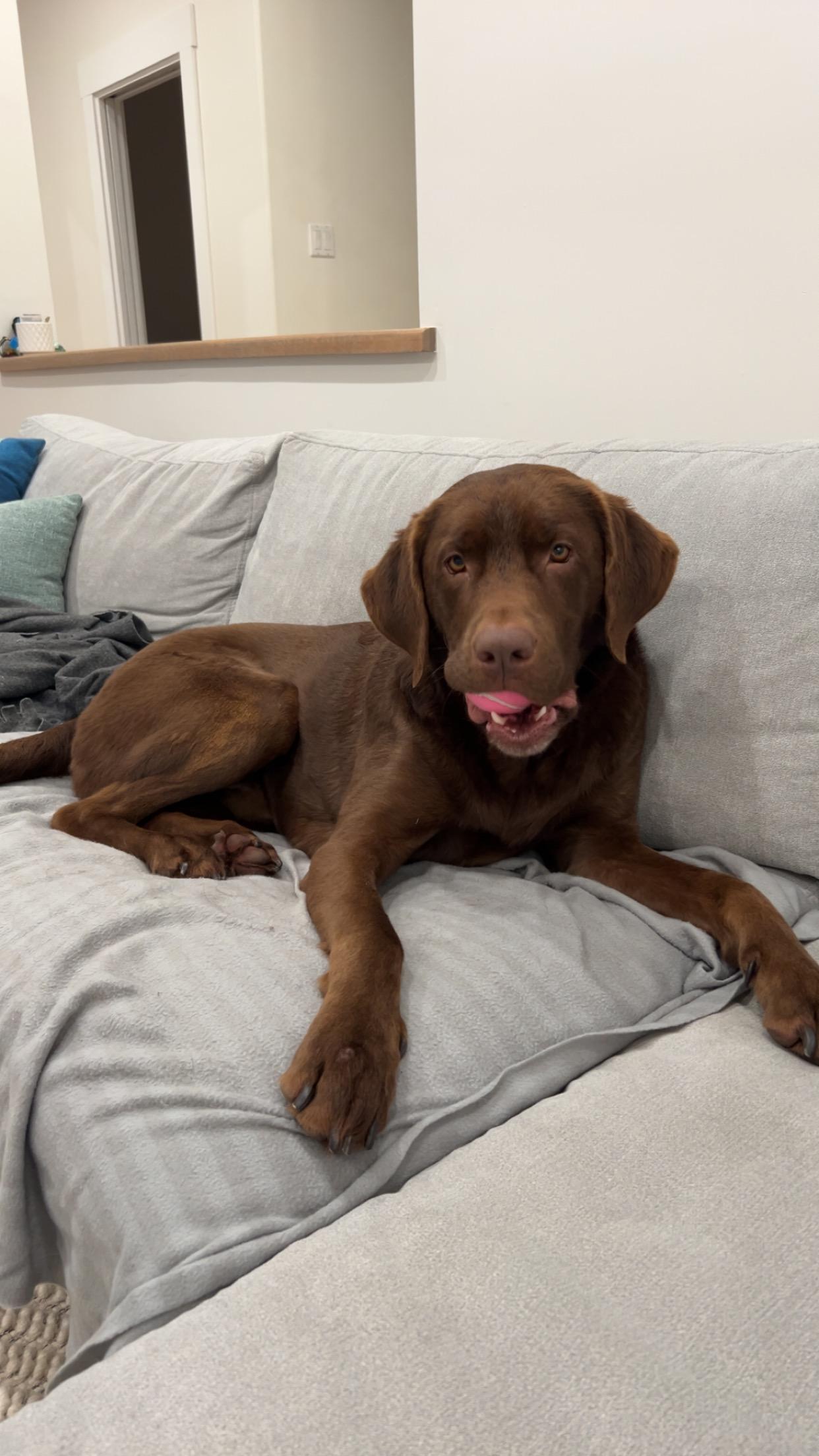 Loki (Courtesy Post), a Adopted Labrador Retriever in Richmond, BC image 1/5