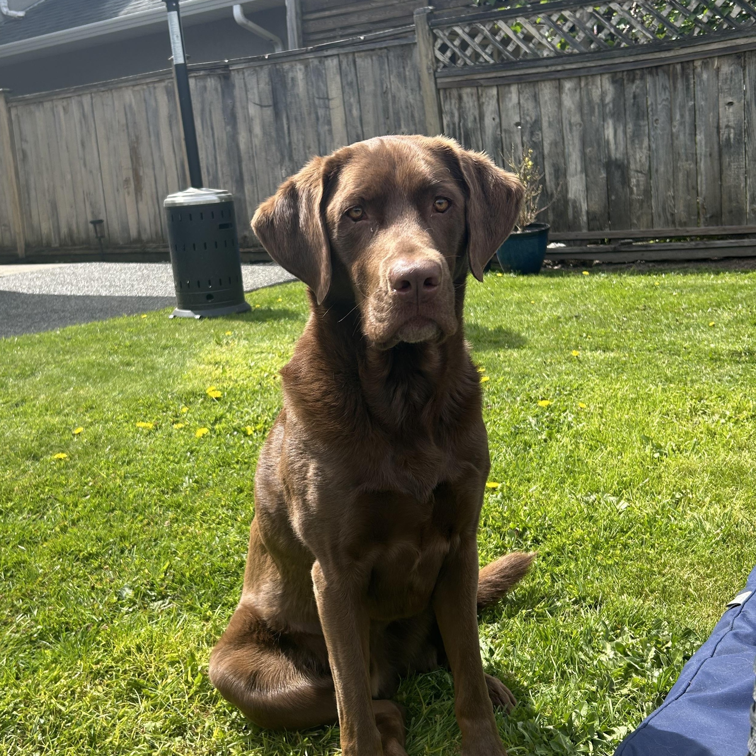 Loki (Courtesy Post), a Adopted Labrador Retriever in Richmond, BC image 3/5