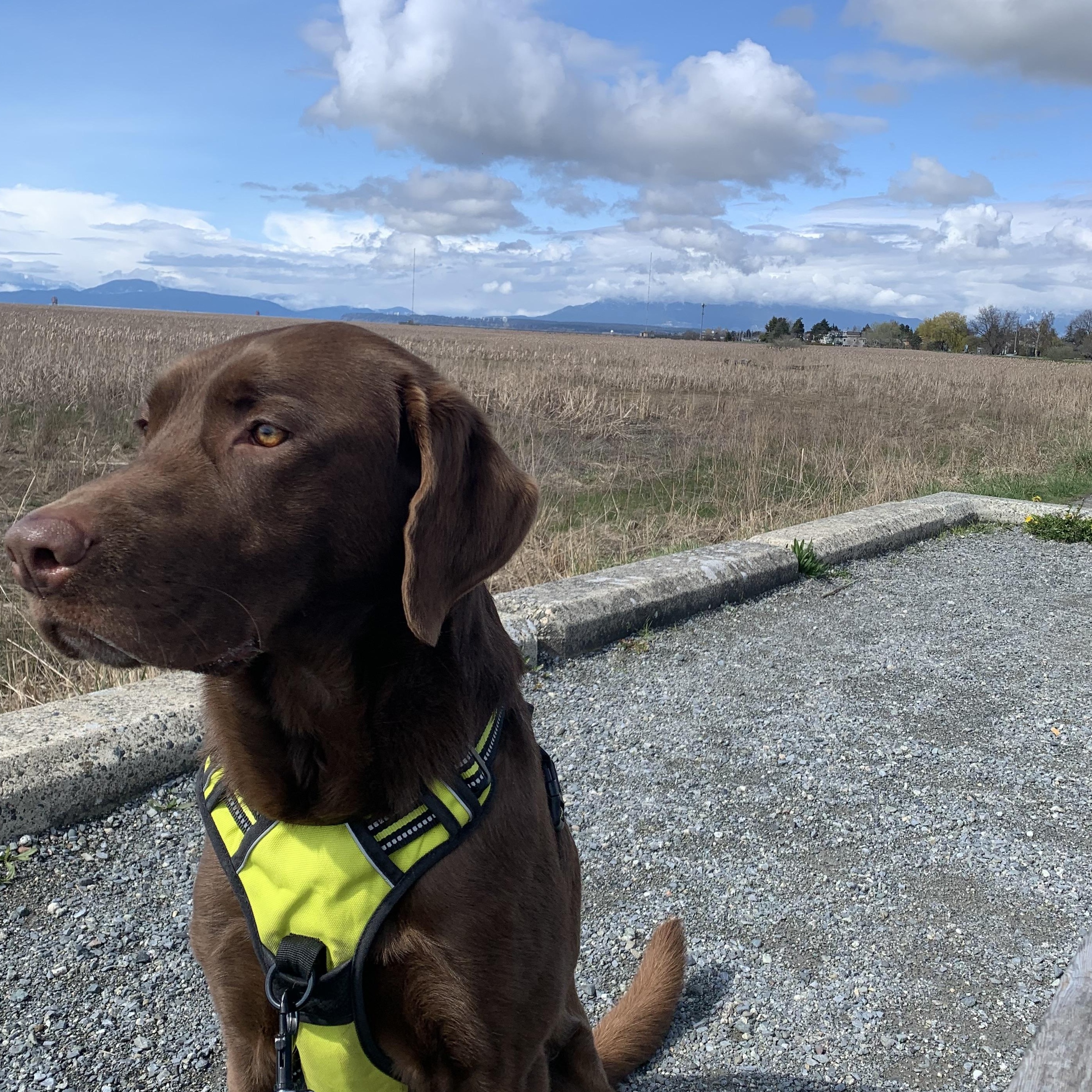 Loki (Courtesy Post), a Adopted Labrador Retriever in Richmond, BC image 4/5