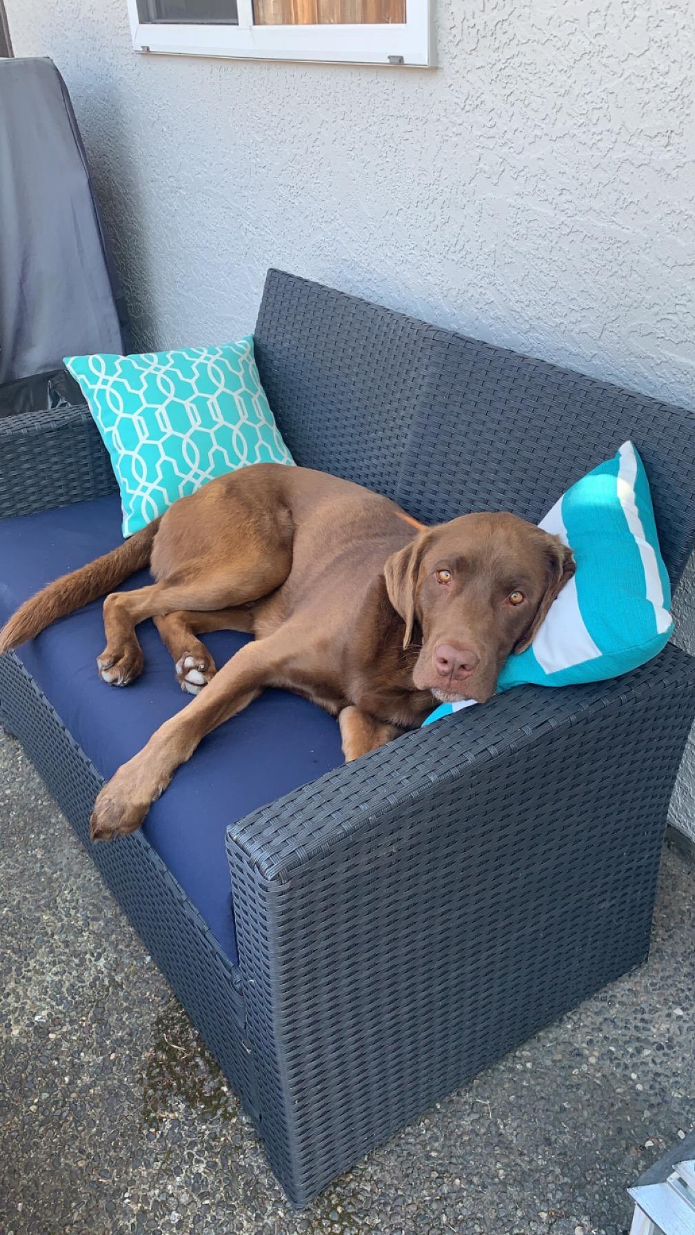 Loki (Courtesy Post), a Adopted Labrador Retriever in Richmond, BC image 5/5