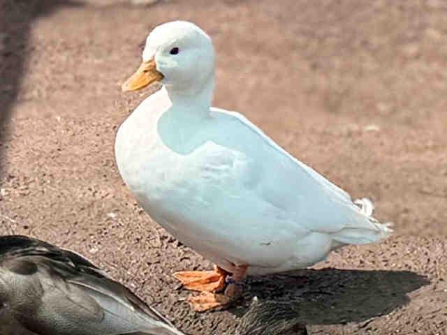 Enlarge MEEP, a Adoptable Duck in Bonita, CA image 1/1