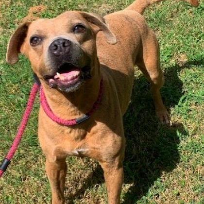 Chong, Adoptable, Senior Male Pit Bull Terrier & Mixed Breed.