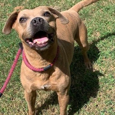 Enlarge Chong, a Adoptable mixed breed in Tyler, TX image 2/4