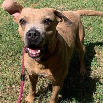 Enlarge Chong, a Adoptable mixed breed in Tyler, TX image 3/4