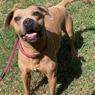 Enlarge Chong, a Adoptable mixed breed in Tyler, TX image 4/4