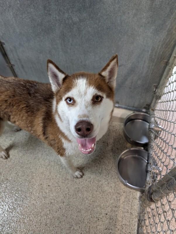 Zeus, Adoptable, Adult Male Husky.