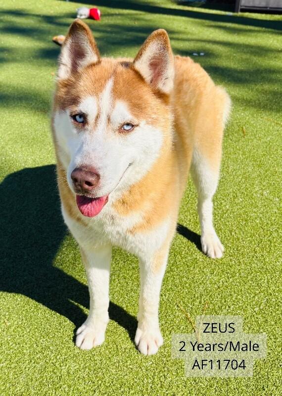 Enlarge Zeus, a Adoptable Husky in Supply, NC image 2/2