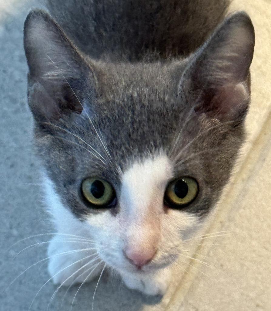 Kevin, Adoptable, Kitten Male Domestic Short Hair.