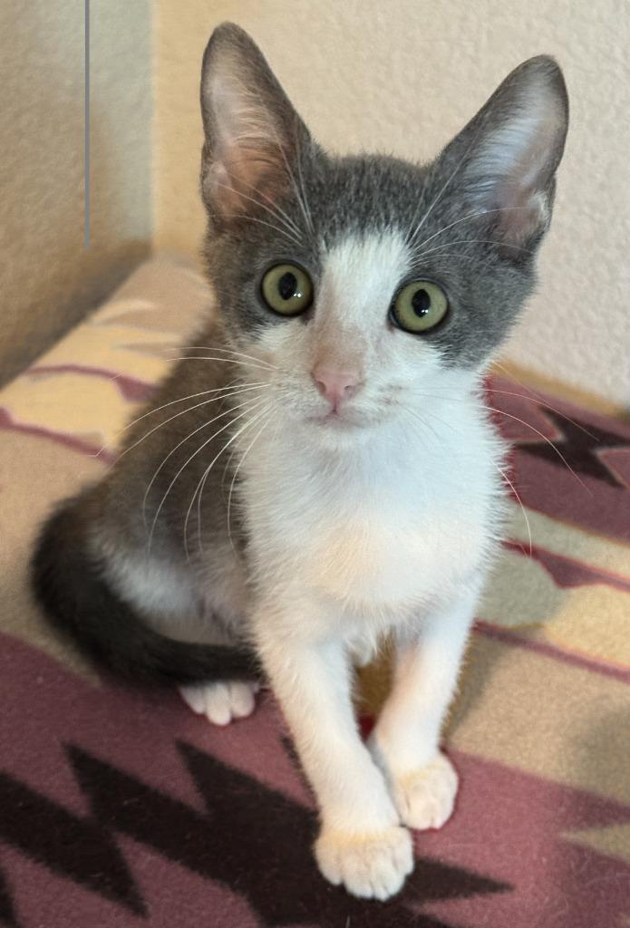 Enlarge Kevin, a Adoptable mixed breed in Rowlett, TX image 5/6