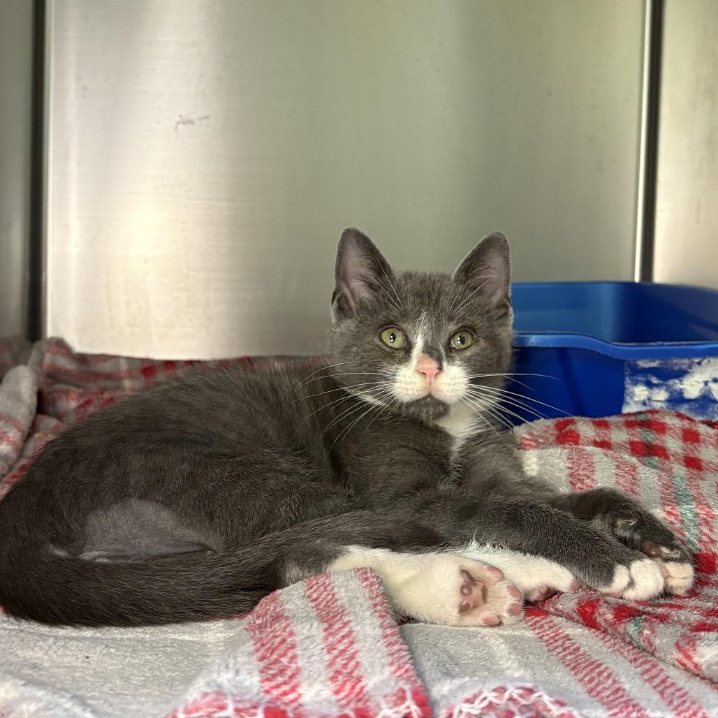 Eli, Adoptable, Kitten Male Domestic Short Hair.