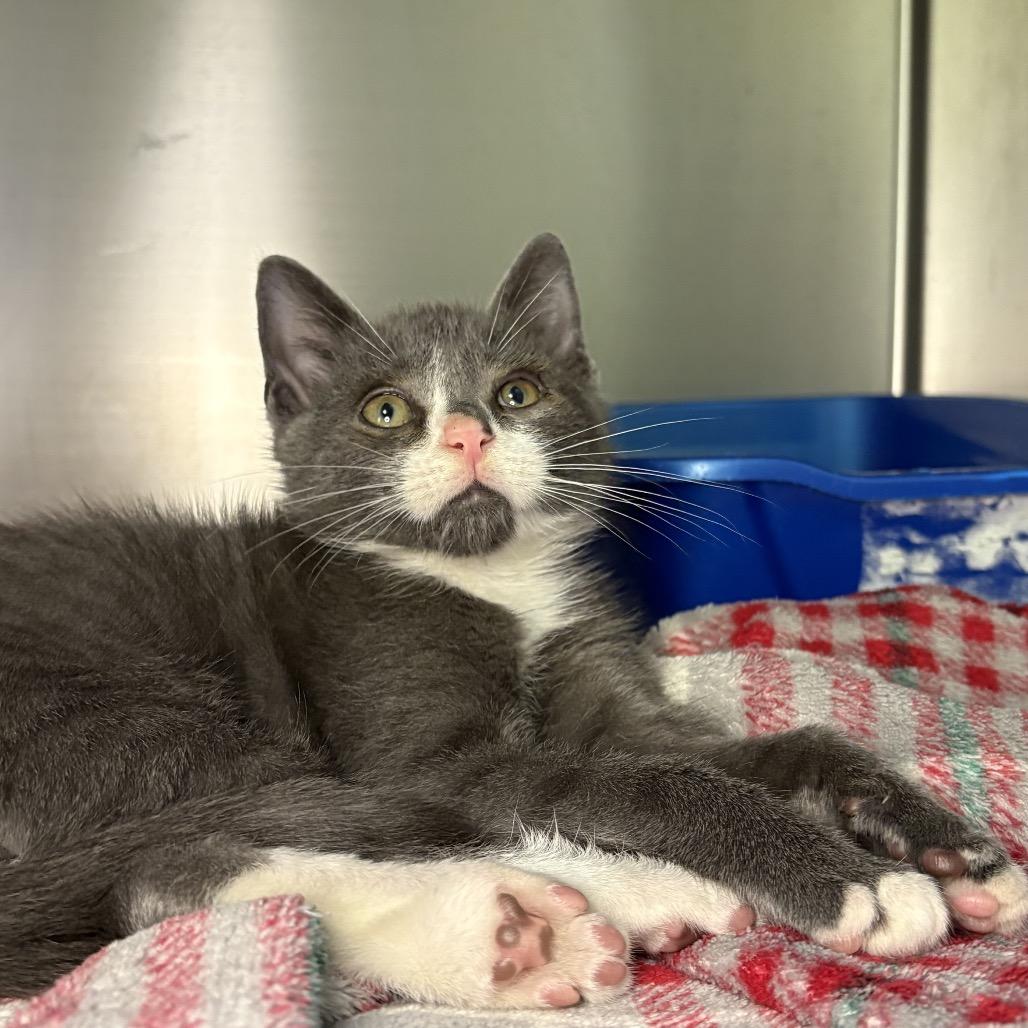 Enlarge Eli, a Adoptable Domestic Short Hair in Arden, NC image 2/3