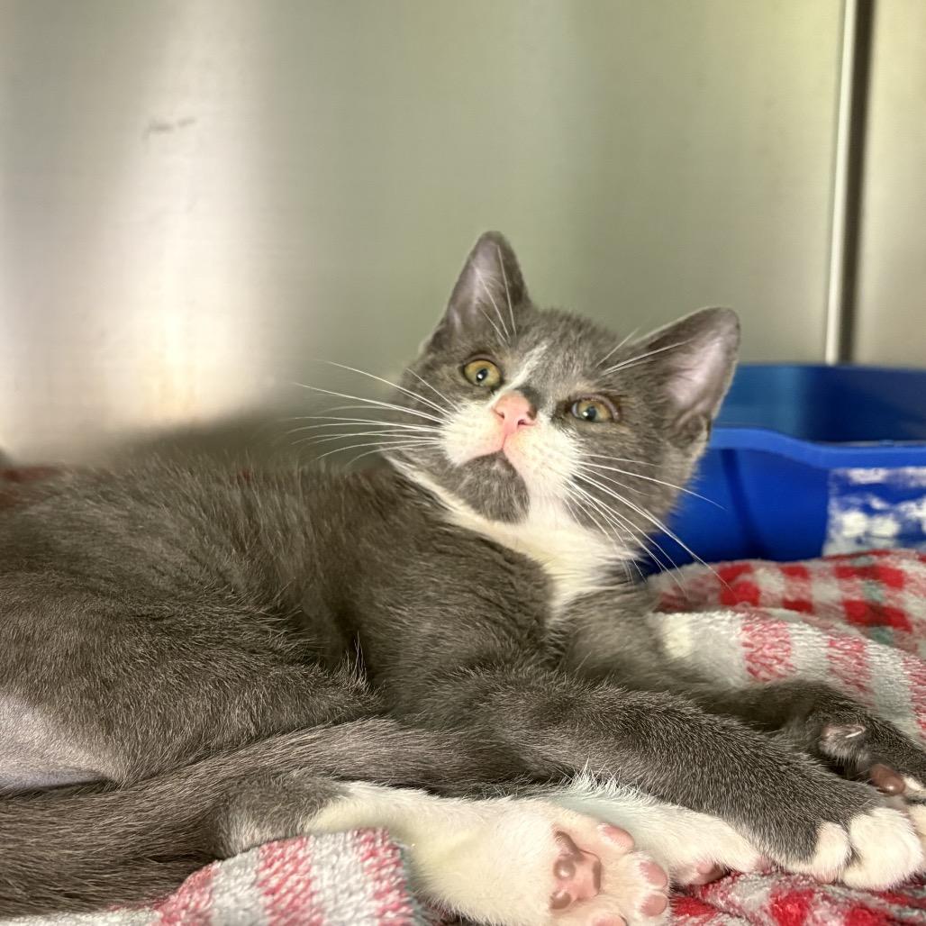 Enlarge Eli, a Adoptable Domestic Short Hair in Arden, NC image 3/3