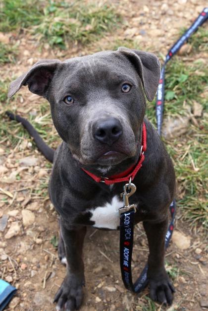 Travis Kelce — thumbnail 2