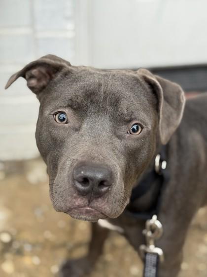 Travis Kelce — thumbnail 3