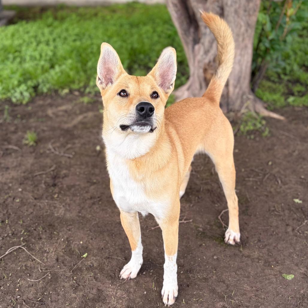 Finn 26-04-067, Adoptable, Adult Male Husky & Mixed Breed.